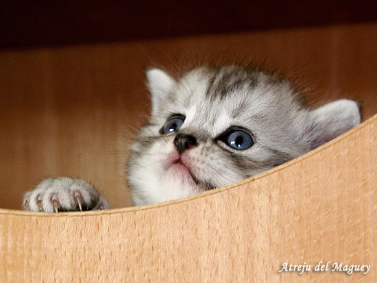 Kittenfoto Britisch Kurzhaar
