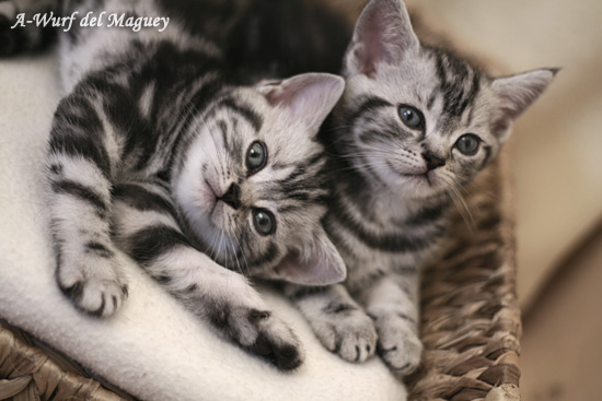 Britisch Kurzhaar Kittenfoto