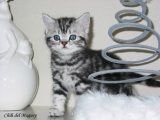 03_Chili_20090328