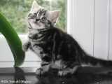 06_Jeany_britisch_kurzhaar_tabby