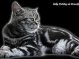 01_BillyHoliday_BKH_tabby_blotched