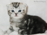 02_DaVinci_BritishShorthair_bkh