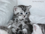 03_DaVinci_BritishShorthair_bkh