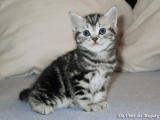 04_DaVinci_BritishShorthair_bkh