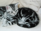 05_DaVinci_BritishShorthair_bkh