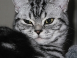 09_DaVinci_BritishShorthair_bkh