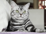 12_DaVinci_BritishShorthair_bkh