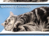 01_Rembrandt_BKH_silvertabby