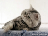 03_Rembrandt_BKH_silvertabby