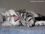 05_Rembrandt_BKH_silvertabby