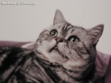 08_Rembrandt_BKH_silvertabby