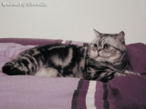 09_Rembrandt_BKH_silvertabby