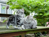 03_Bastongne_BKH_britisch_kurzhaar_silvertabby