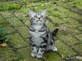 07_Bastongne_BKH_britisch_kurzhaar_silvertabby