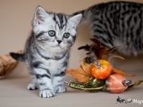 20121014_ivy_078