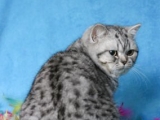 01_Kai_BKH_britisch_kurzhaar_silvertabby_Kater