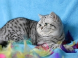 02_Kai_BKH_britisch_kurzhaar_silvertabby_Kater