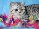 05_Kai_BKH_britisch_kurzhaar_silvertabby_Kater