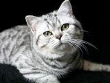 07_Kai_BKH_britisch_kurzhaar_silvertabby_Kater