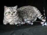 08_Kai_BKH_britisch_kurzhaar_silvertabby_Kater