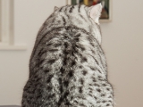 10_Kai_BKH_britisch_kurzhaar_silvertabby_Kater