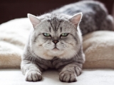 12_Kai_BKH_britisch_kurzhaar_silvertabby_Kater