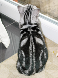 Britisch Kurzhaar silver tabby blotched