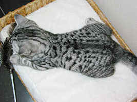 BKH silver tabby spotted