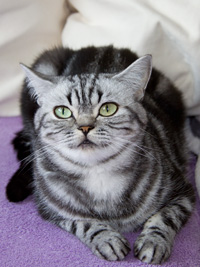 Britisch Kurzhaar silver tabby blotched