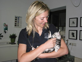 Britisch Kurzhaar Katze beim Tierarzt