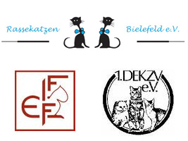 Verein Katzen Britisch Kurzhaar