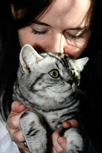 Britisch Kurzhaar silber tabby Katze - Angel del Maguey