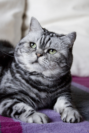 British Shorthair silvertabby blotched cat