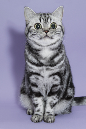 BKH silvertabby Katze