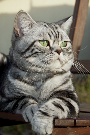 British shorthair silver tabby blotched