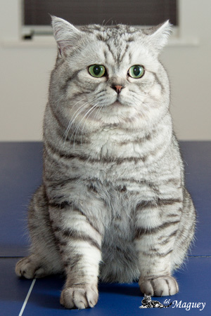 British Shorthair silvertabby blotched cat
