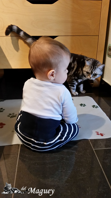 Baby und Katze